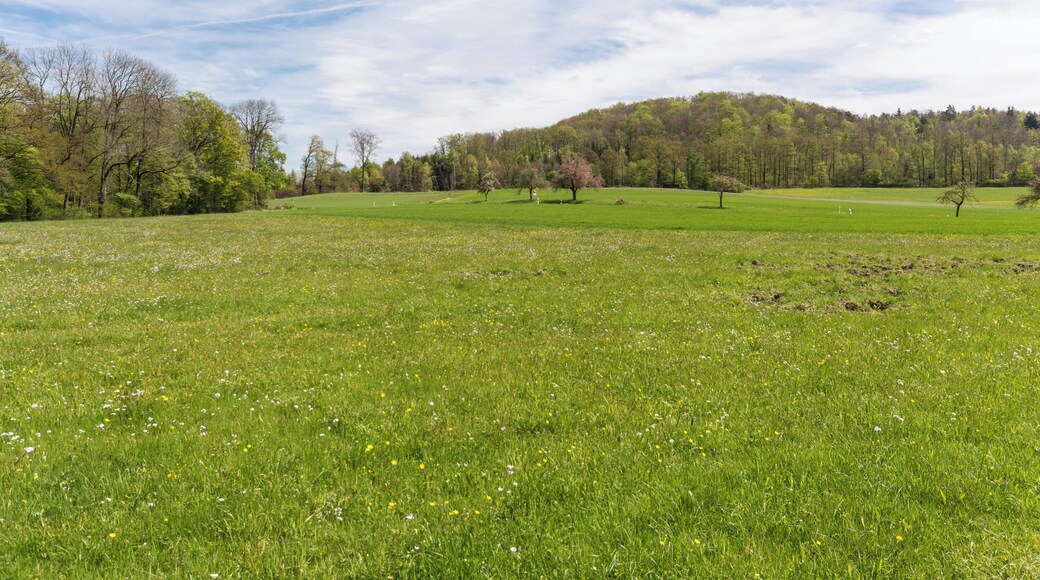 Feuchte Wiese zwischen Rößlesmahdsee und Pfaffenklinge (Naturschutzgebiet Rößlesmahdsee mit Pfaffenklinge, Hohenlohekreis, Schutzgebiets-Nr. 1.110.)