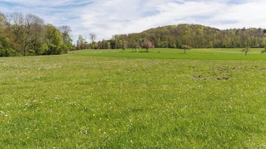 Feuchte Wiese zwischen RöĂlesmahdsee und Pfaffenklinge (Naturschutzgebiet RöĂlesmahdsee mit Pfaffenklinge, Hohenlohekreis, Schutzgebiets-Nr. 1.110.)