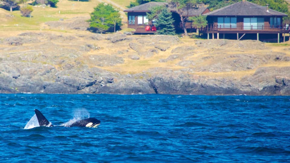 A whale breaching the ocean with a house and rocky landscape in the background.