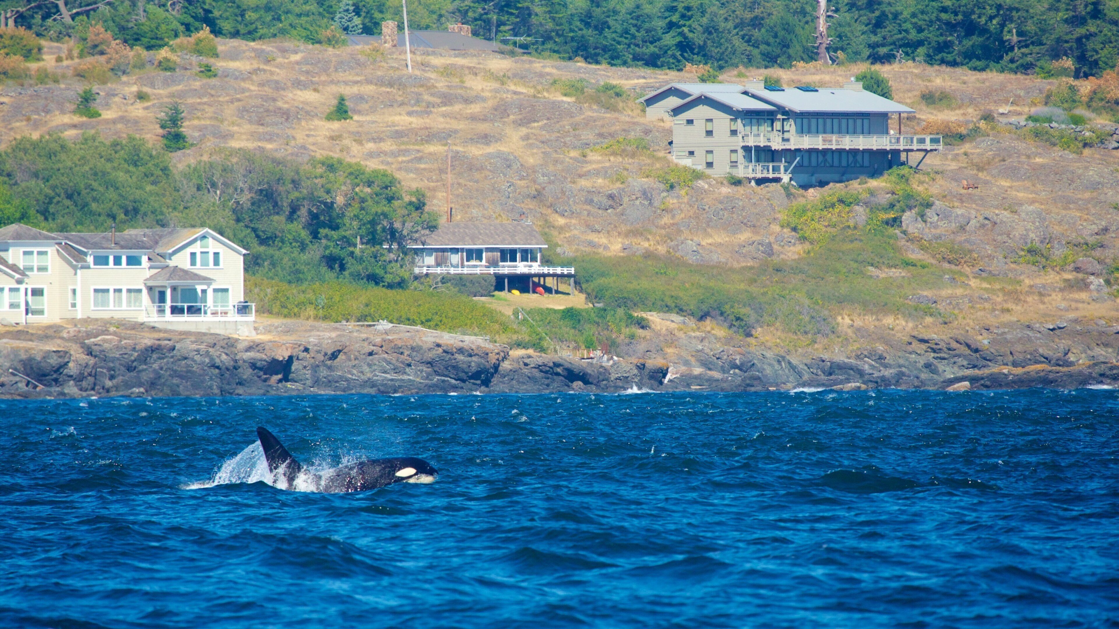 San Juan Islands which includes whale watching, marine life and rugged coastline