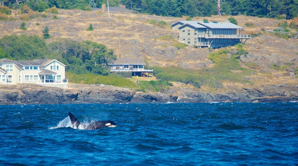 San Juan Islands which includes whale watching, marine life and rugged coastline