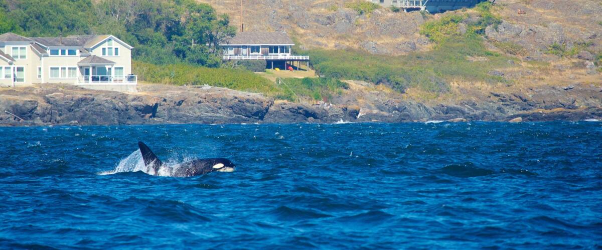 A coastal area with houses and a whale breaching in the water.