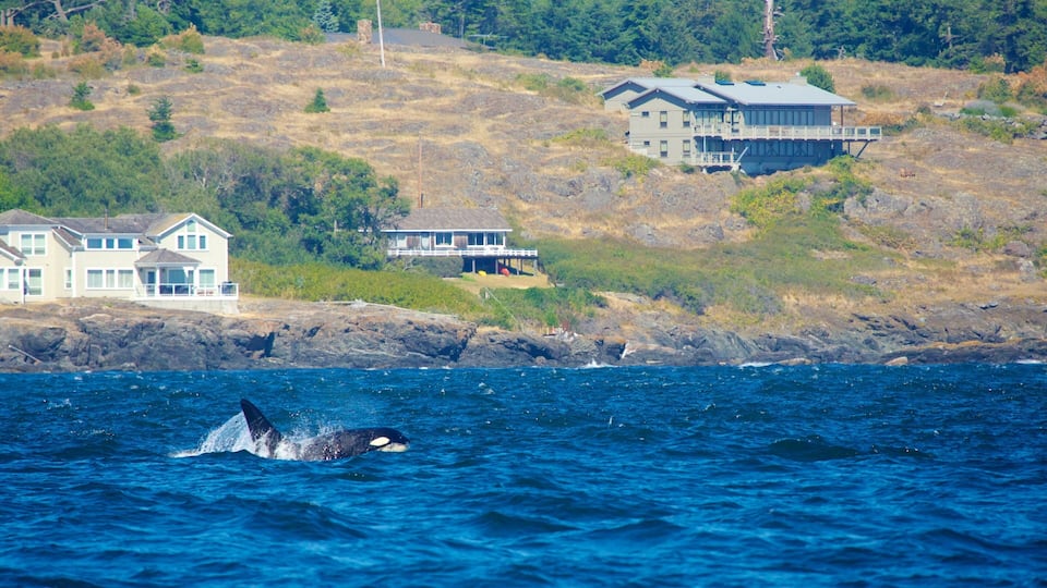 A coastal area with houses and a whale breaching in the water.