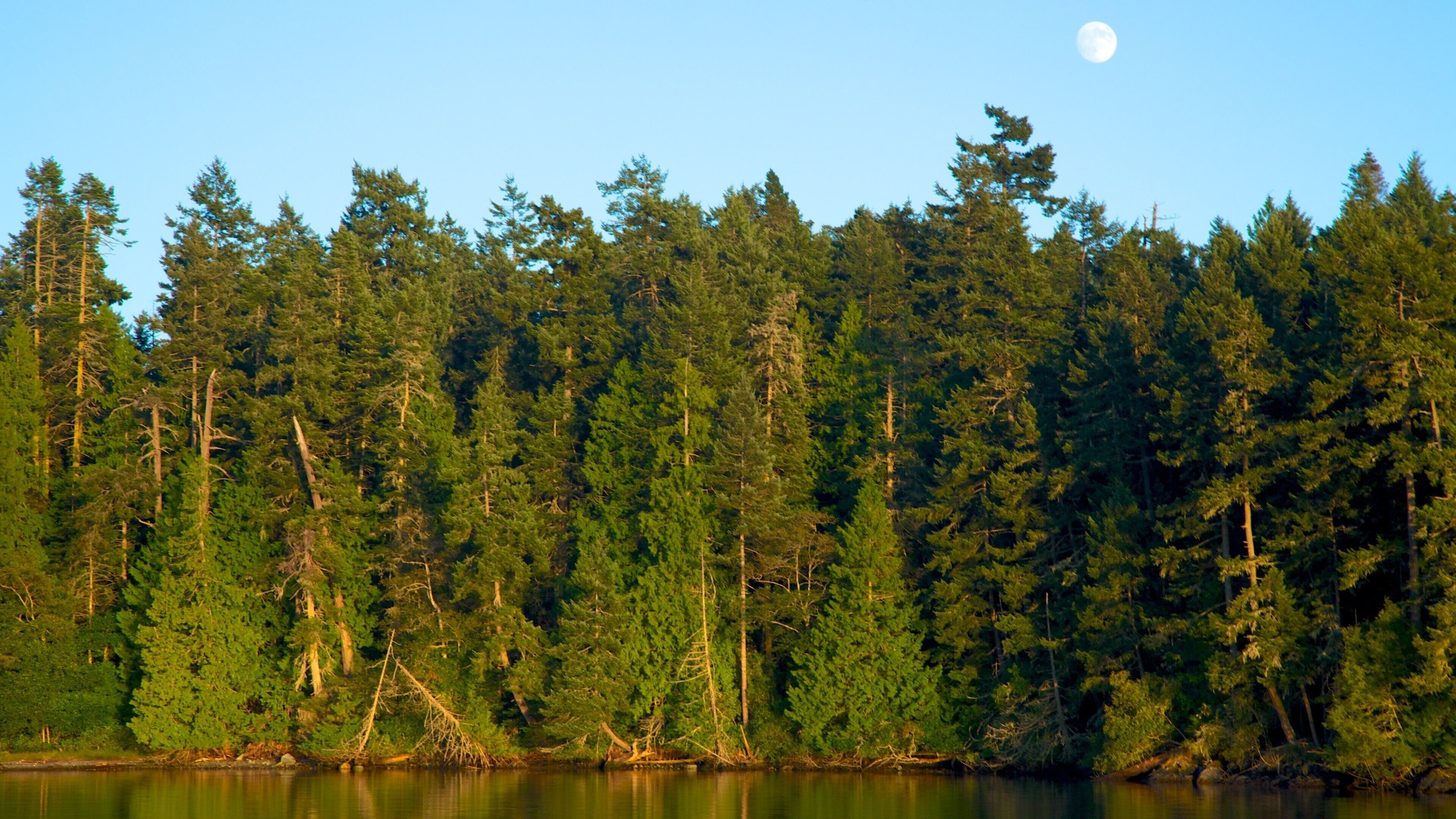 San Juan Islands which includes forest scenes