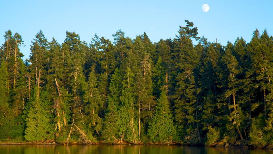 A dense forest with a calm lake reflecting the trees and a full moon in the sky.