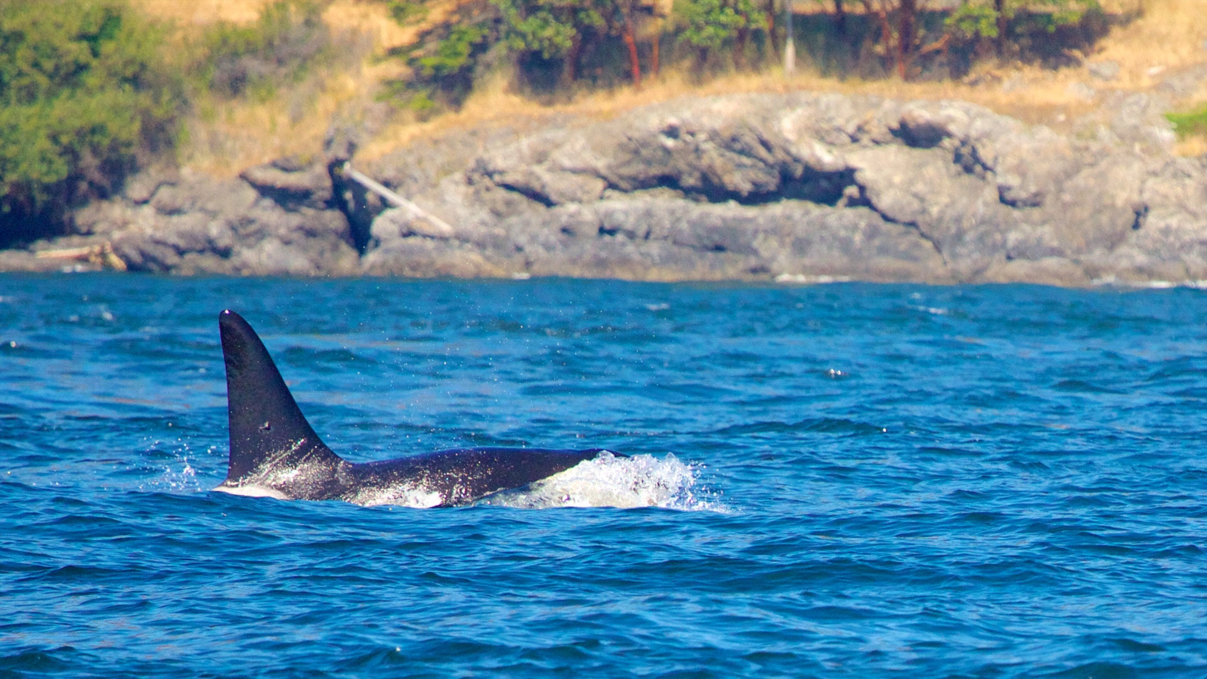 A whale swimming in the ocean with a rocky shoreline in the background.
