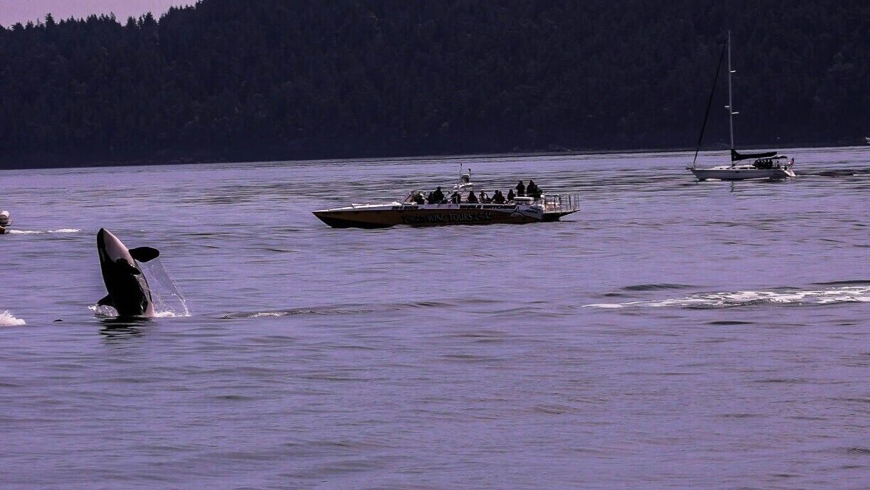 Since Nature has no set schedule like us humans, it takes patience and a bit of luck to see resident Orca's, but luckily the K Pod family was in a playful mood yesterday!