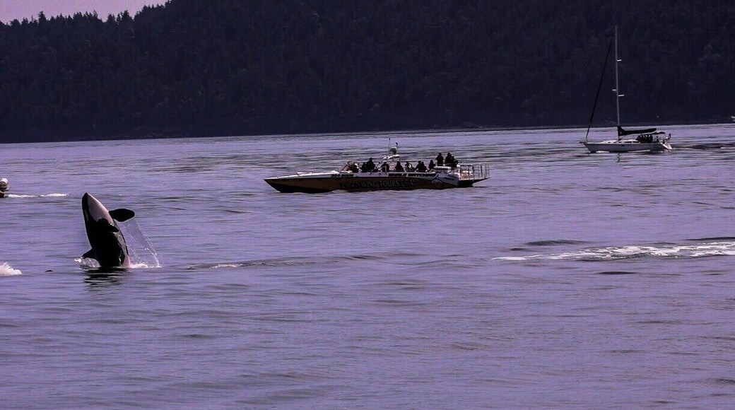 Since Nature has no set schedule like us humans, it takes patience and a bit of luck to see resident Orca's, but luckily the K Pod family was in a playful mood yesterday!