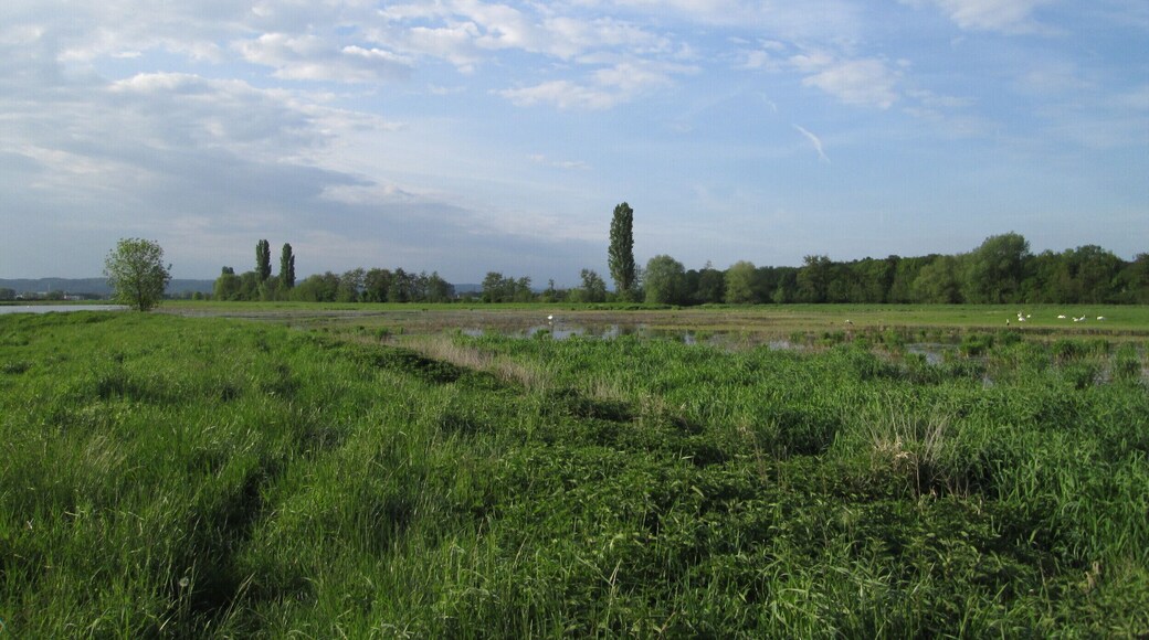 Wasserflächen im Landschaftsschutsgebiet „Saalbachniederung“ bei Bruchsal - ideales Brutgebiet für z.T. seltene Vogelarten