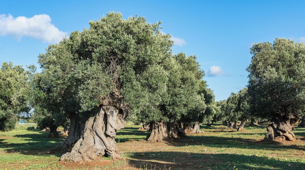 This centuries-old olive grove is located in the comunity of Ostuni close to the street SS 379. The olive trees of Apulia are endangered by Xylella fastidiosa is an aerobic, Gram-negative bacteria of the monophyletic genus Xylella.