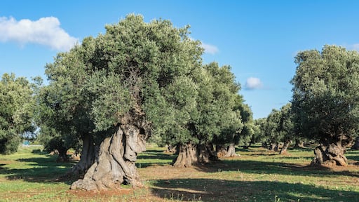 This centuries-old olive grove is located in the comunity of Ostuni close to the street SS 379. The olive trees of Apulia are endangered by Xylella fastidiosa is an aerobic, Gram-negative bacteria of the monophyletic genus Xylella.