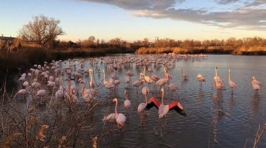 Sunset shot with flamingoes