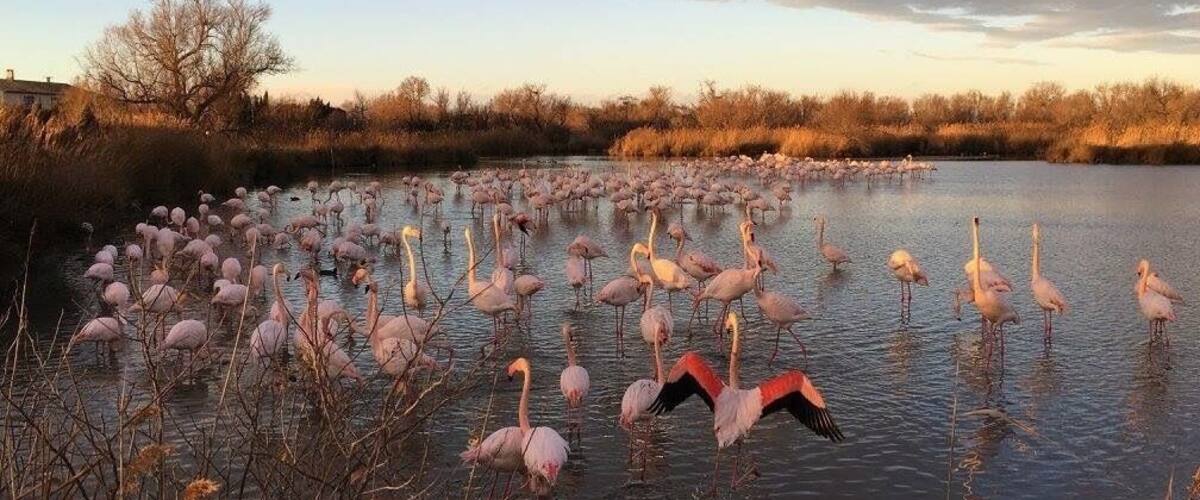 Sunset shot with flamingoes