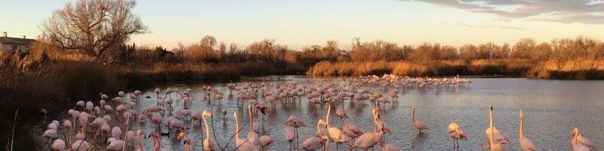Sunset shot with flamingoes