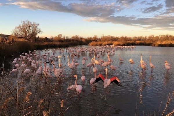 Sunset shot with flamingoes
