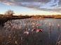 Sunset shot with flamingoes