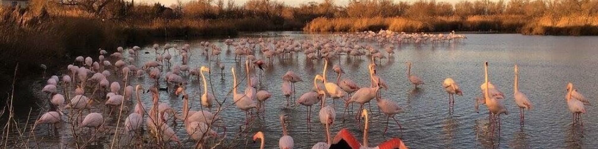 Sunset shot with flamingoes