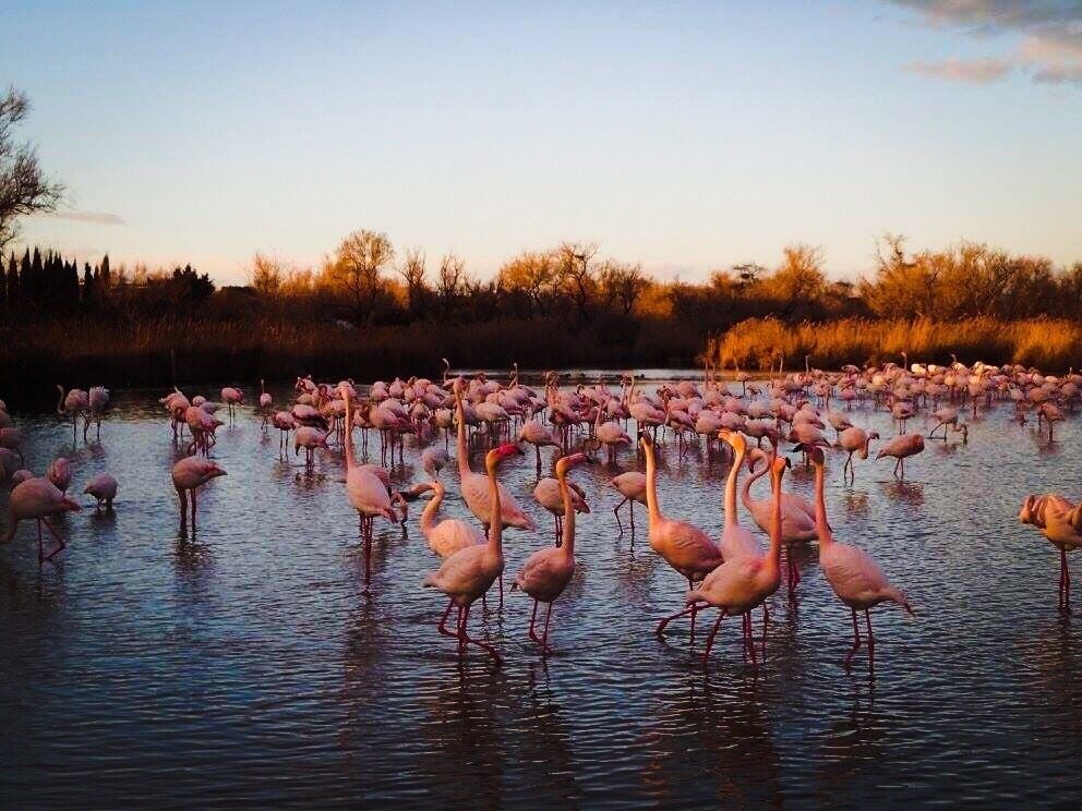 Very noisy here with the birds 