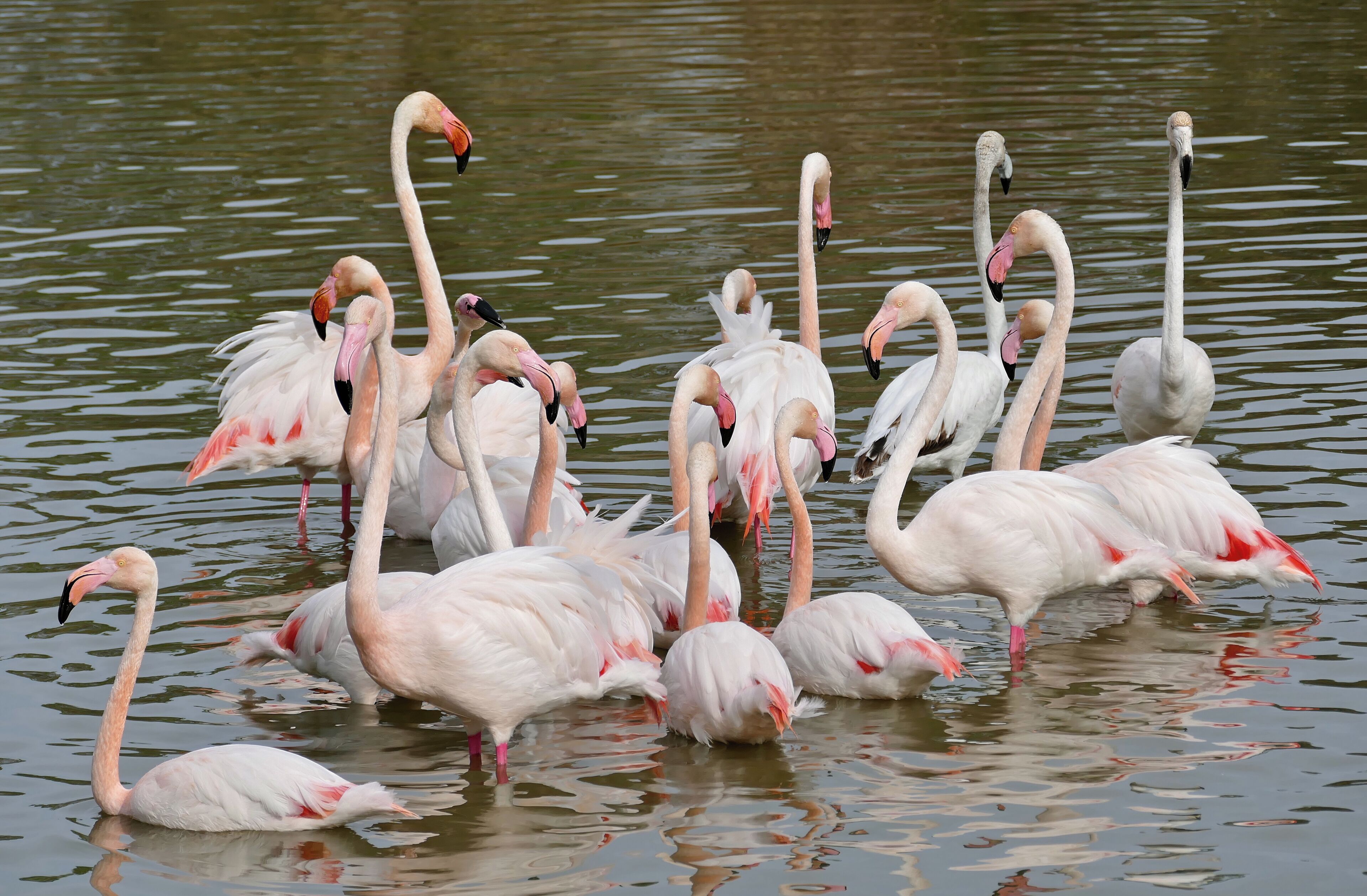Parc Ornithologique de Pont de Gau, Saintes-Maries-de-la-Mer, Parc régional de Camargue, Bouches-du-Rhône, FRANCE