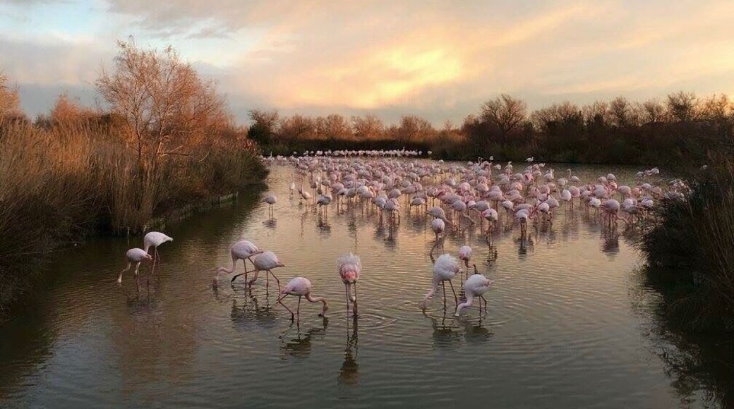 Camargue also great place to see wild flamingo