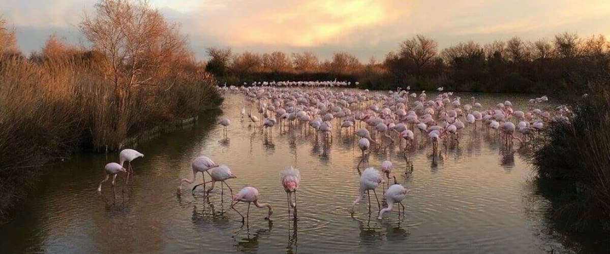Camargue also great place to see wild flamingo