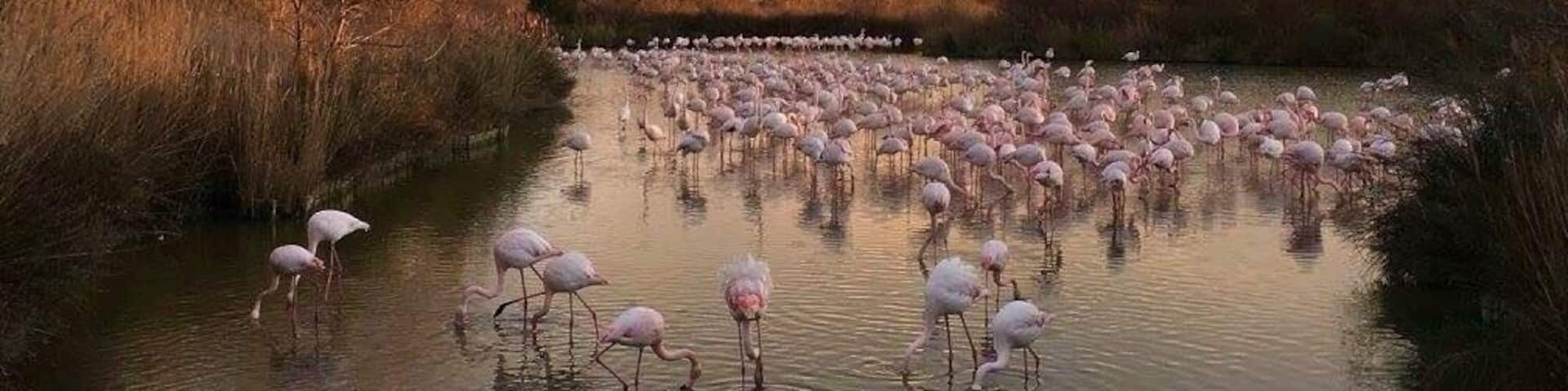 A large flock of flamingos in a shallow water body with trees in the background.