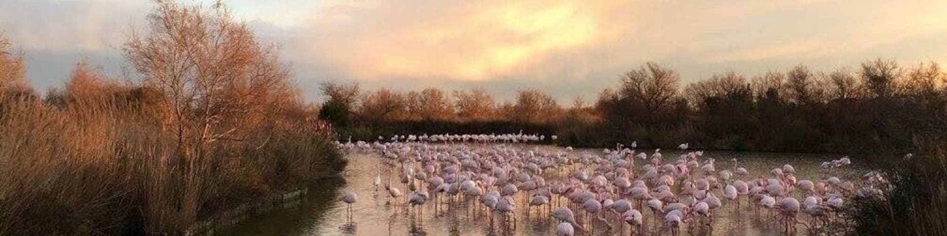 Camargue also great place to see wild flamingo