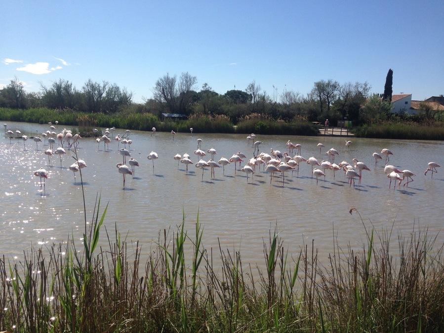 Une étendue d'eau où se trouvent de nombreux flamants roses.