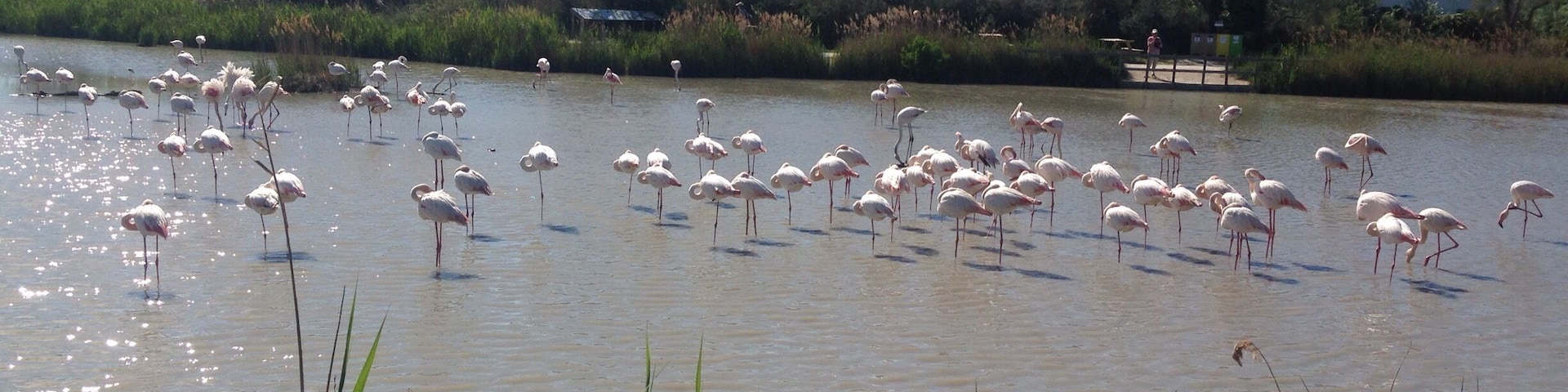 Ein Gewässer mit zahlreichen Flamingos darin.
