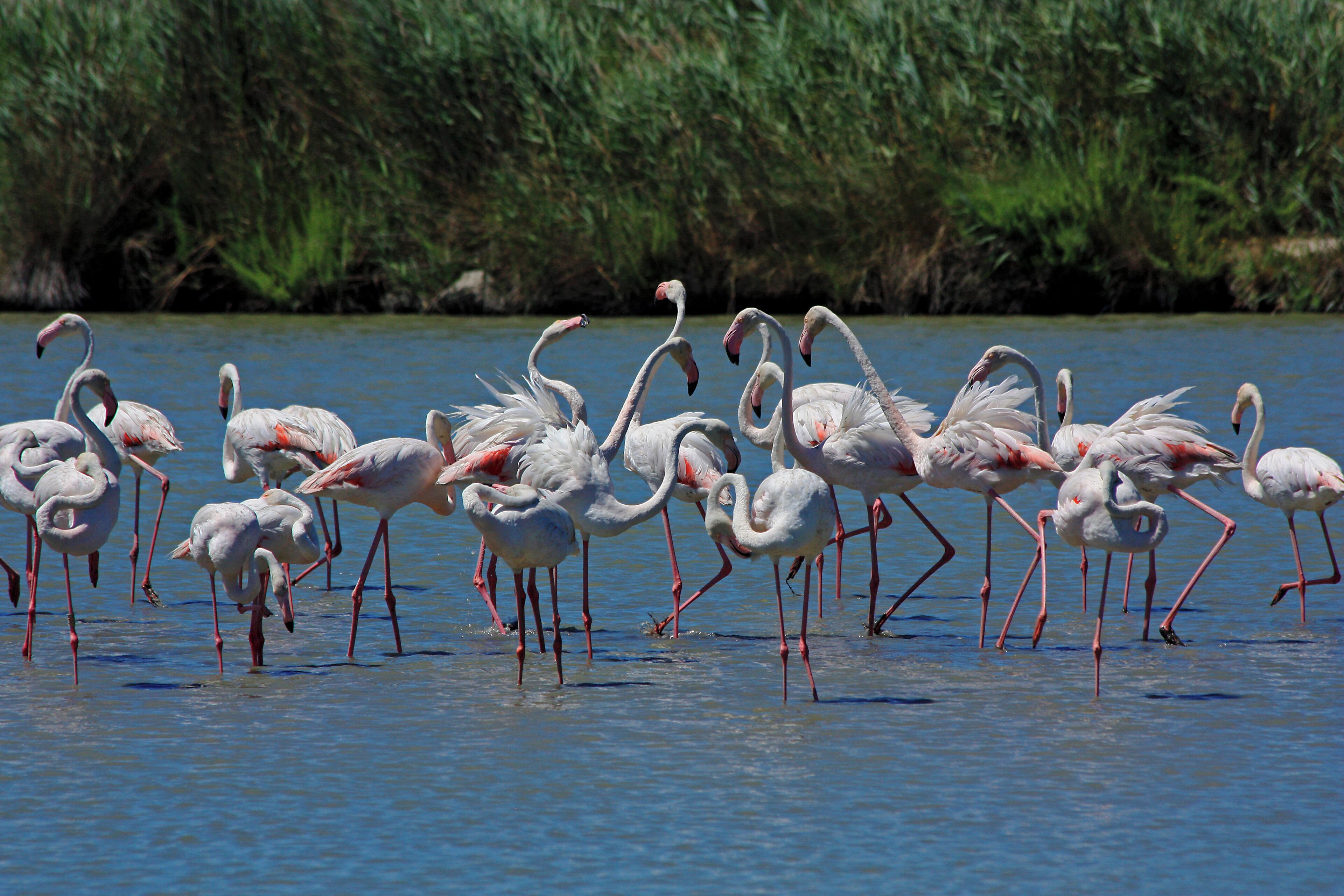 A group of flamingos standing in shallow water near a green, vegetated shoreline.