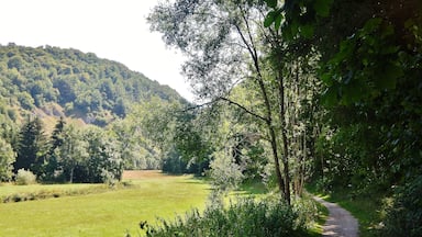 Un sentier de gravier serpente à travers un champ verdoyant et luxuriant, bordé d’arbres denses, avec une colline en arrière-plan.
