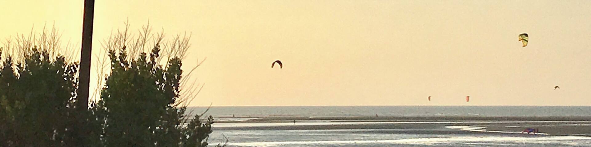 A beach with a no dogs sign, the ocean, and kites in the sky.