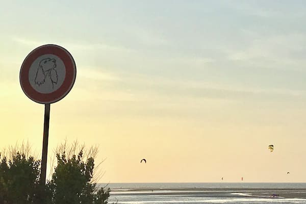 A beach with a no dogs sign, the ocean, and kites in the sky.