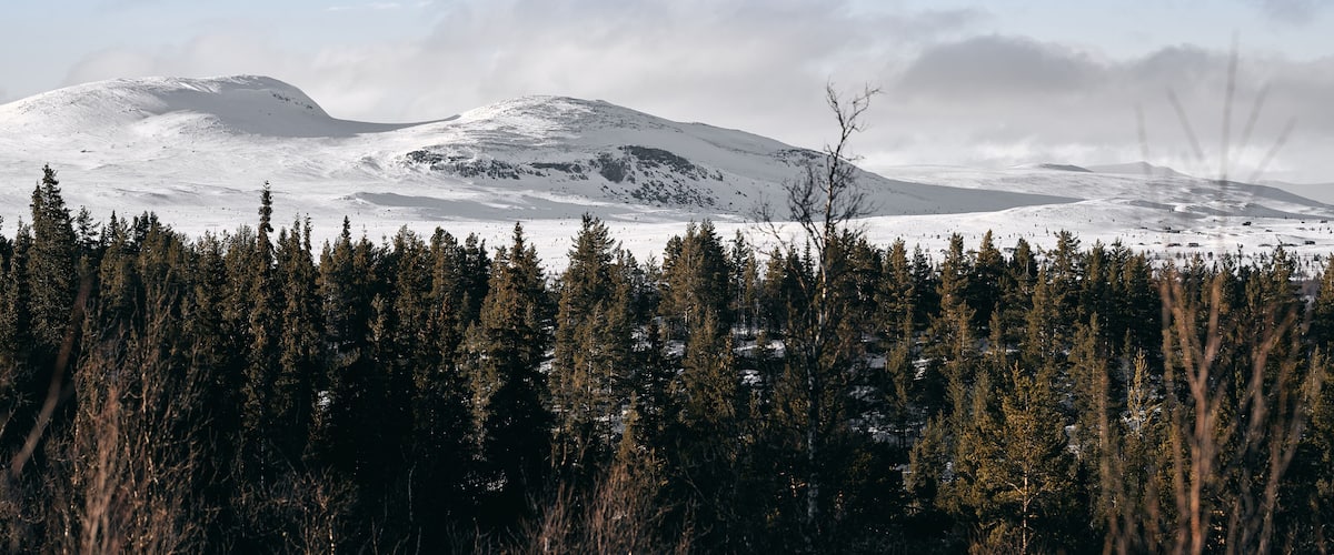 A snow-covered mountain range with a forest in the foreground.