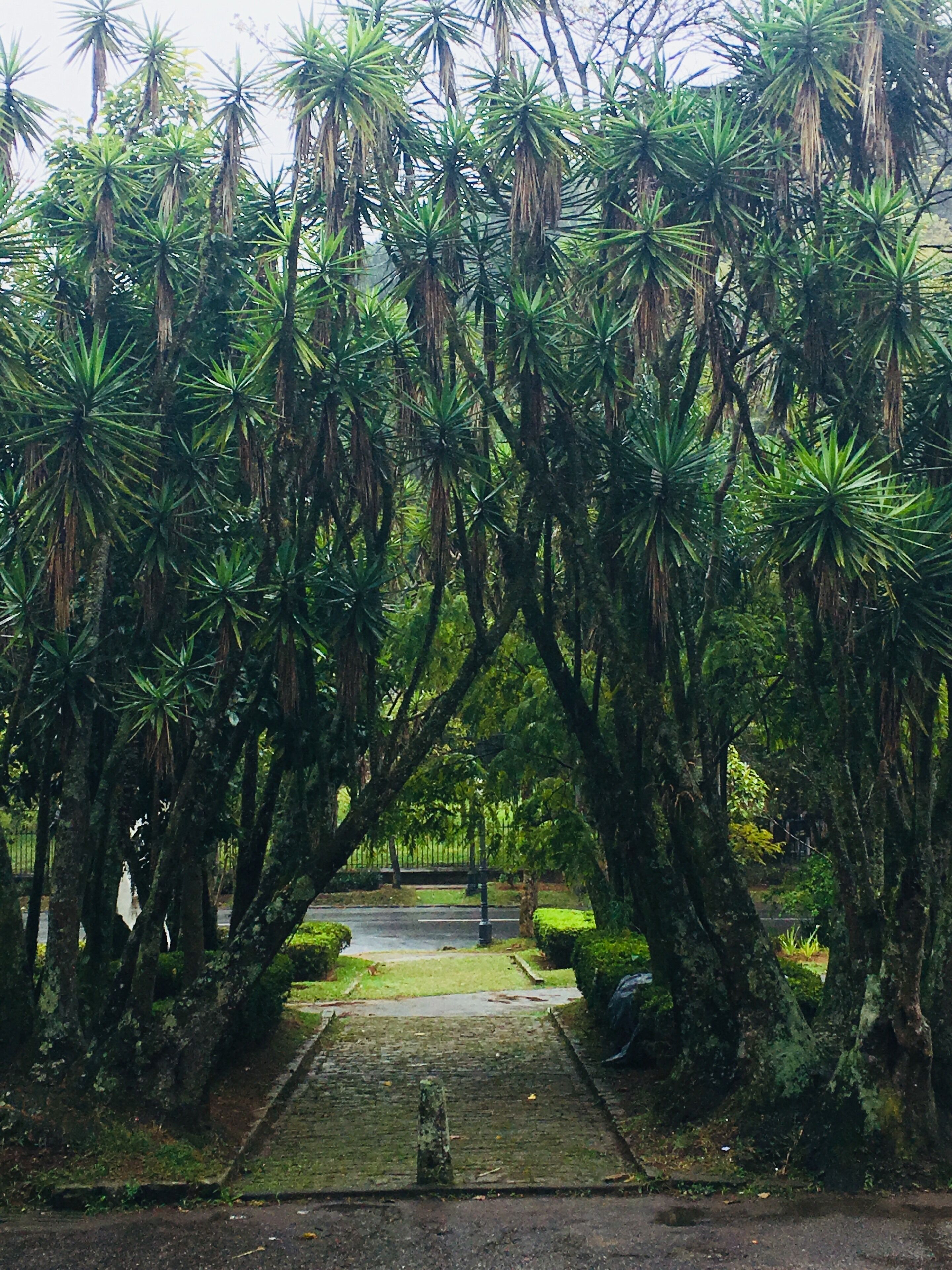 Garden of the imperial museum