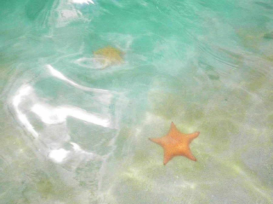 Starfish Beach on Isla Colon in Boca del Toro.