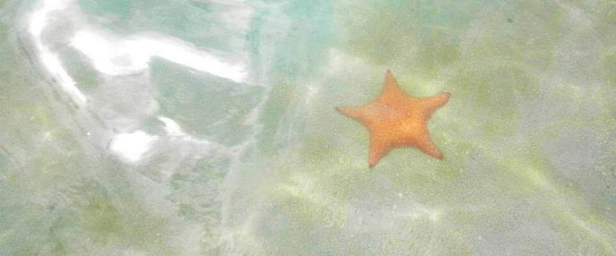 Starfish Beach on Isla Colon in Boca del Toro.