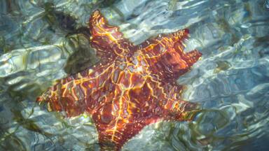 A starfish in clear water.