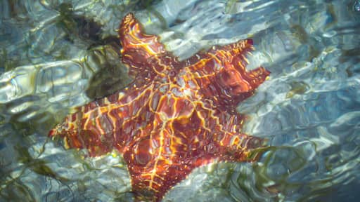 Starfish beach in Panama, really lives up to its name, with hundreds of starfishes all over its white sand with blue/transparent water. If you ever go there please don't pick them up and be careful not to step on them #nature.