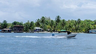A boat moving on a calm sea with palm trees and houses in the background.