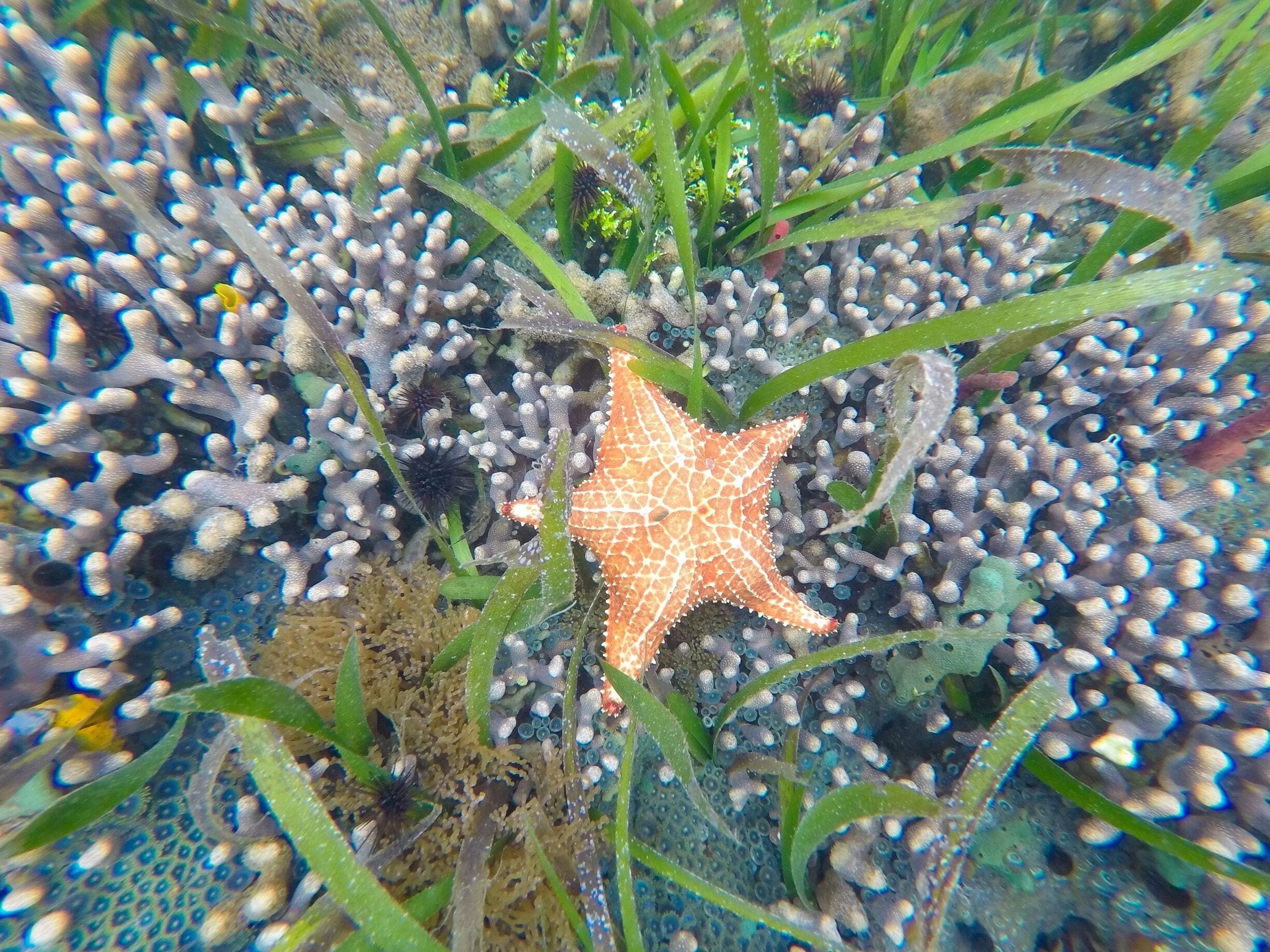 Under the water in Bocas del Toro.