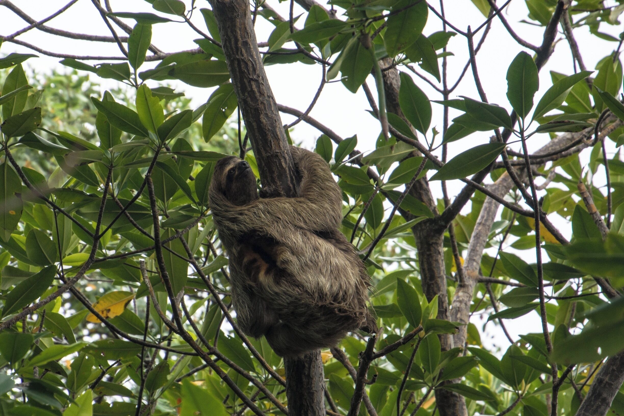 Hello beautiful.  This lovely sloth was moving from one location to another and decided to smile for us.