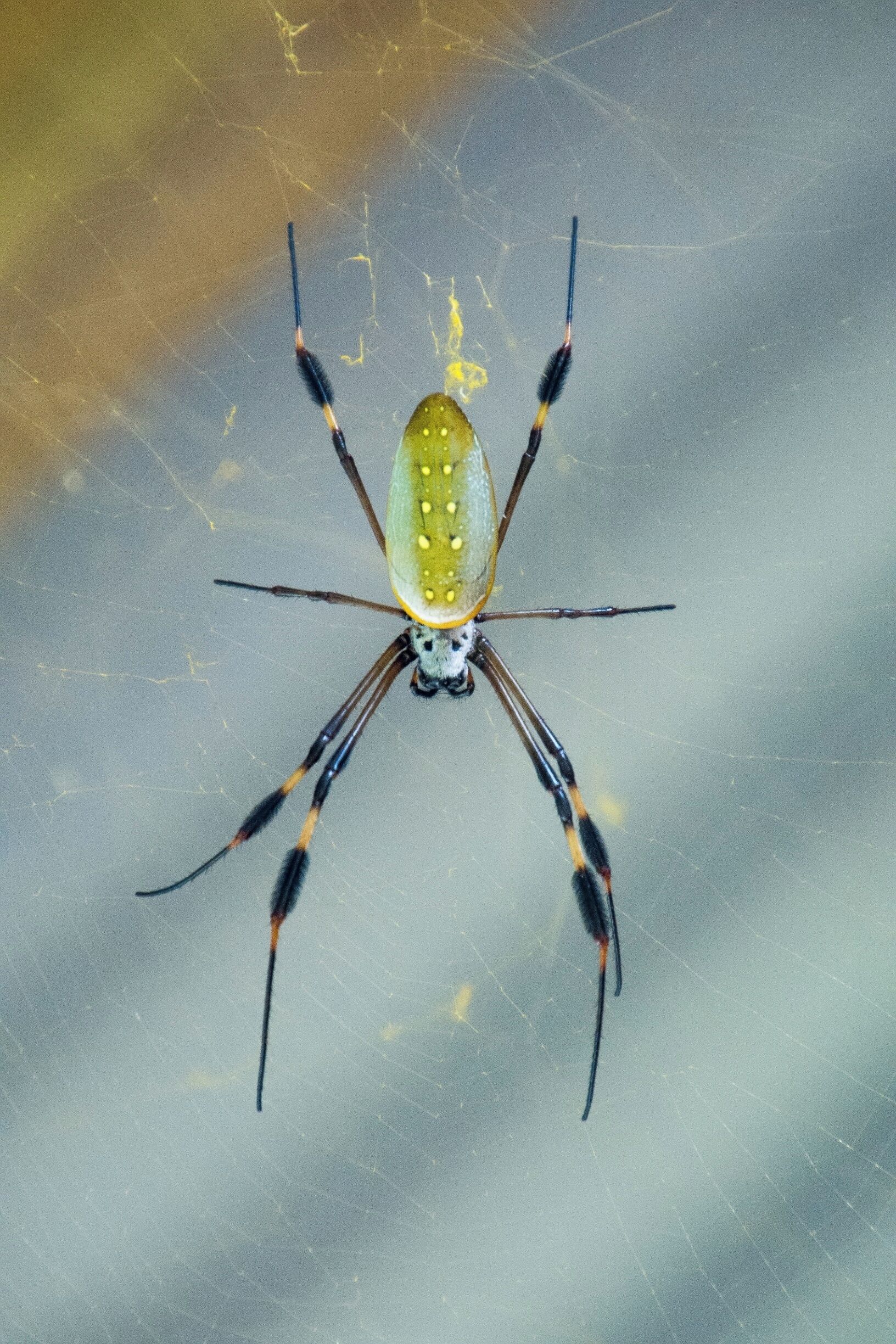 A beautiful orb weaver waiting for dinner.