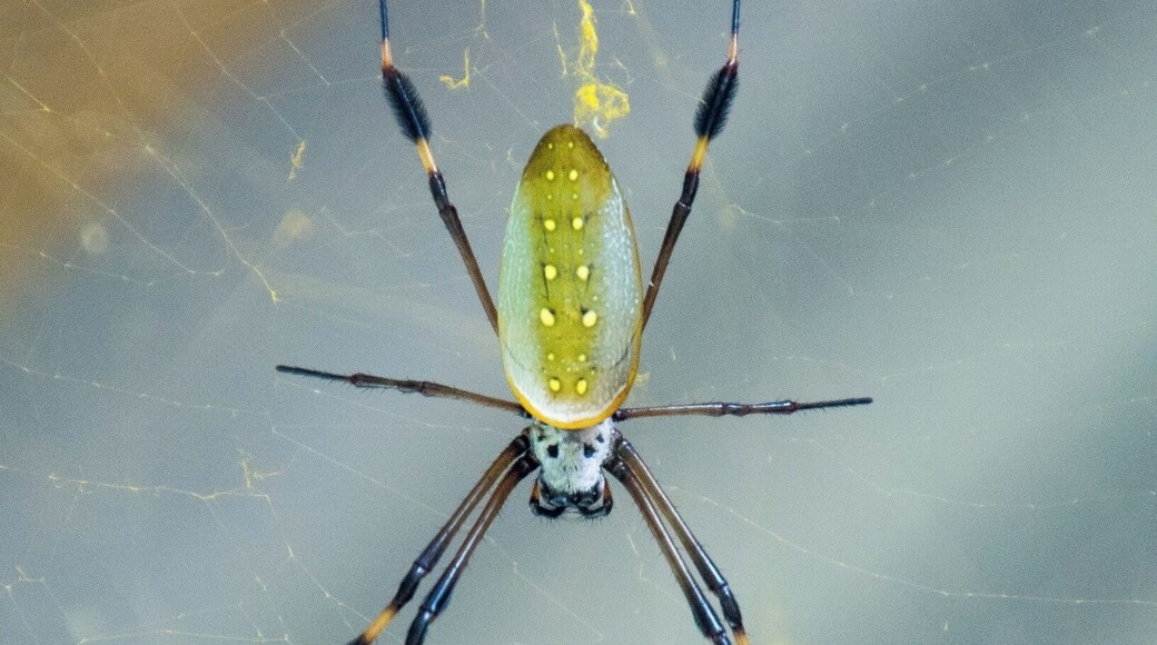 A beautiful orb weaver waiting for dinner.