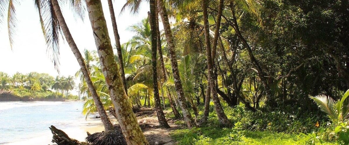 A beach with palm trees and lush greenery.