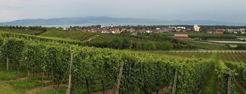 Kressbronn: Blick auf die Weinberge oberhalb des Ortes