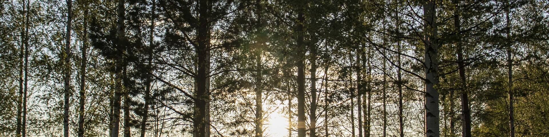 Sunset in the forest of finland
