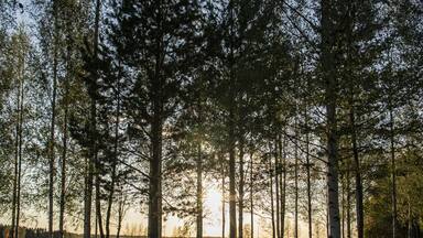 Un bosque con árboles altos y un sendero que conduce a una masa de agua.