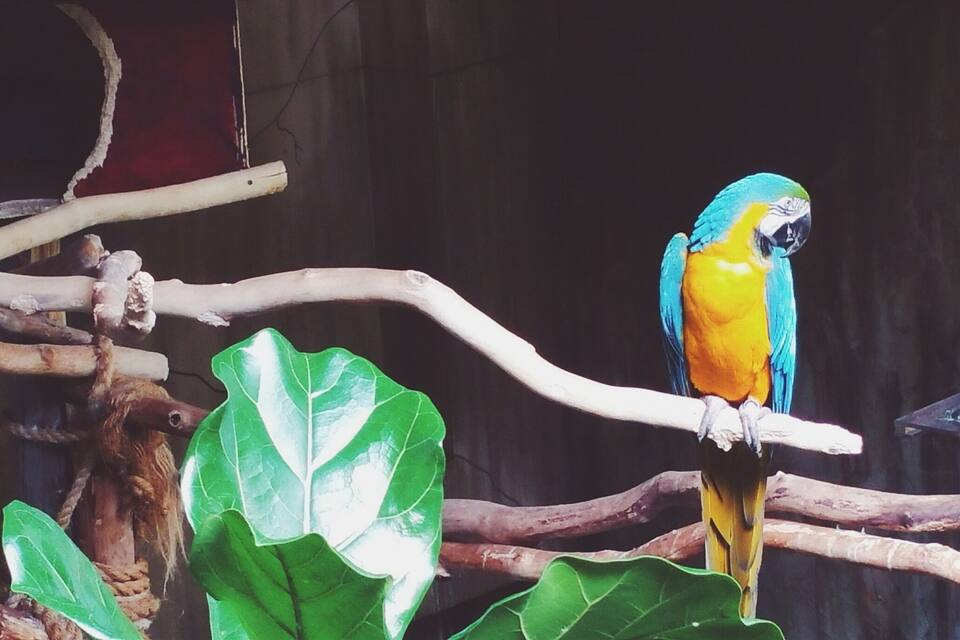 Un perroquet aux couleurs vives était perché sur une branche ornée de grandes feuilles vertes.