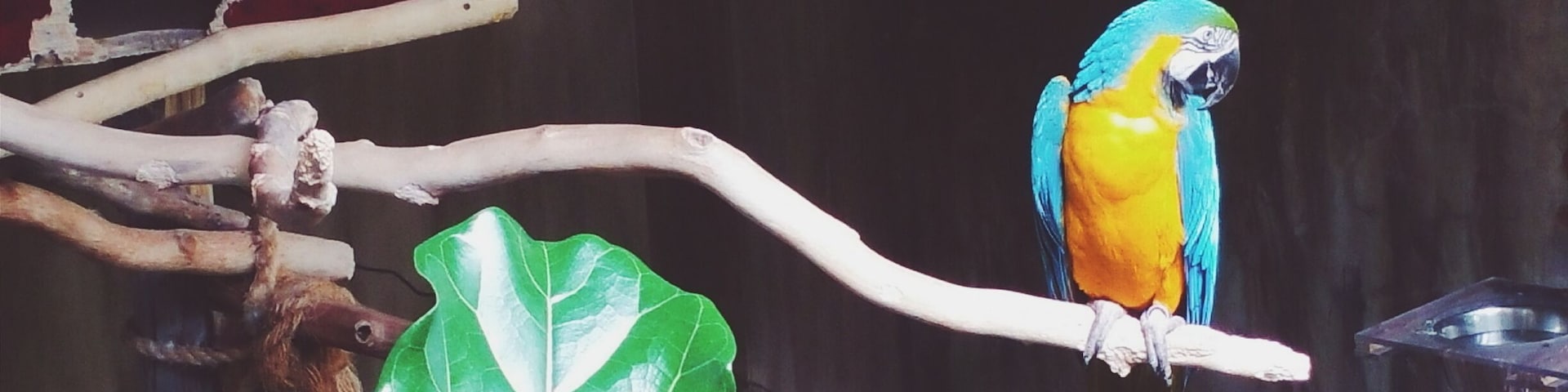 Discover exotic birds in the largest indoor free-flying aviary in the world! In addition check out the small bird aviary, the night jungle and explorer's base camp. #niagarafalls #niagara #ontario #yourstodiscover #birds #macaw #parrots #adventure  #blueandgold #aviary #fly #jungle #bats #owls #exotic #photographer #photography